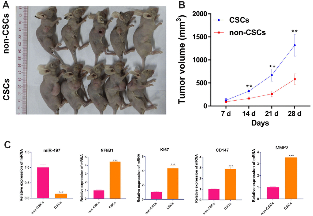 CSCs promotes tumor growth in vivo than in non-CSCs. A mouse model of Pancreatic cancer was established by subcutaneously inoculating CSCs and non-CSCs. (A) xenograft tumors of each group were shown; (B) Tumor volume was measured every week. (C) The mRNA level of miR-497/ NFkB1 /Ki67/ CD147/MMP-2 in tumors. **p 