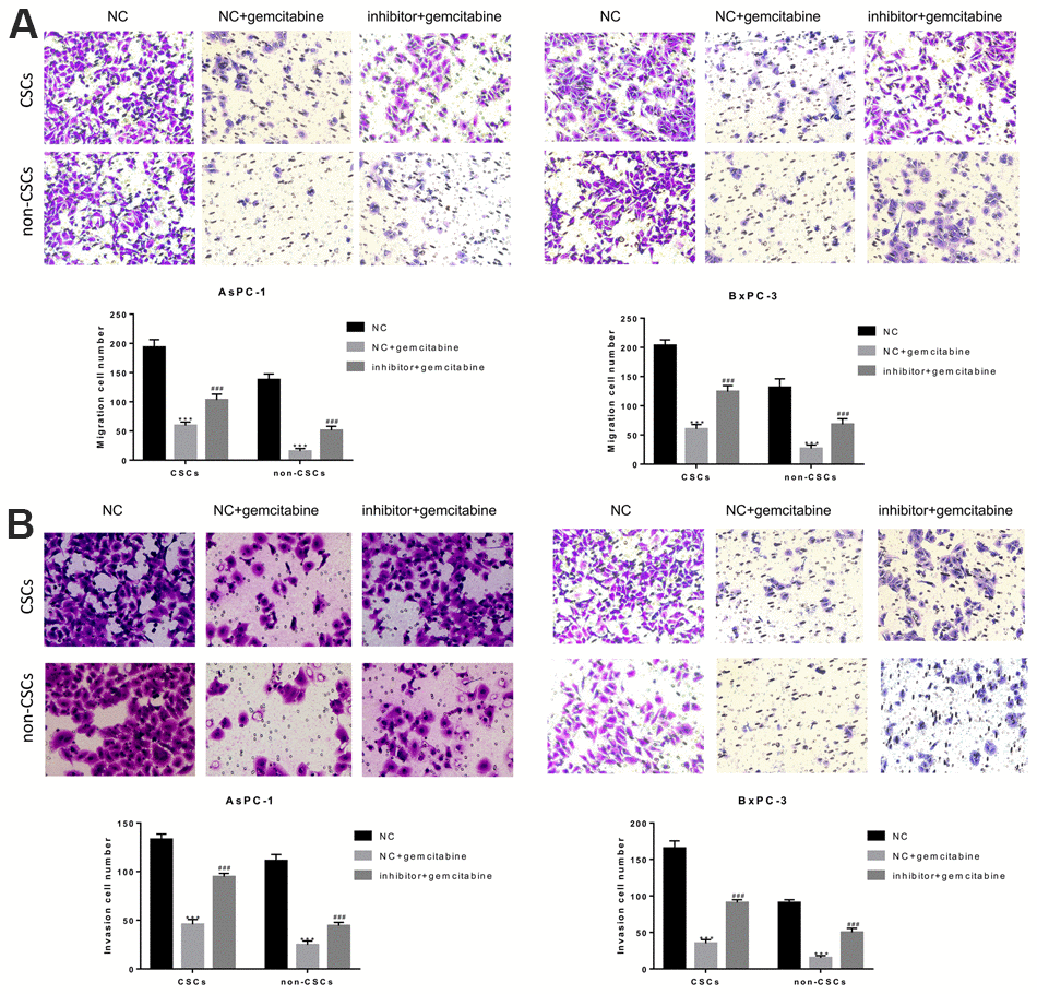 The miR-497 inhibitor significantly inhibited gemcitabine-induced decreases in CSC and non-CSC migration and invasion. CSCs and non-CSCs isolated from populations of AsPC-1 and BxPC-3 cells were transfected with NC or miR-497 inhibitor and then exposed to gemcitabine for 24 h. The migration (A) and invasion (B) capabilities of the cells were examined. ***P
