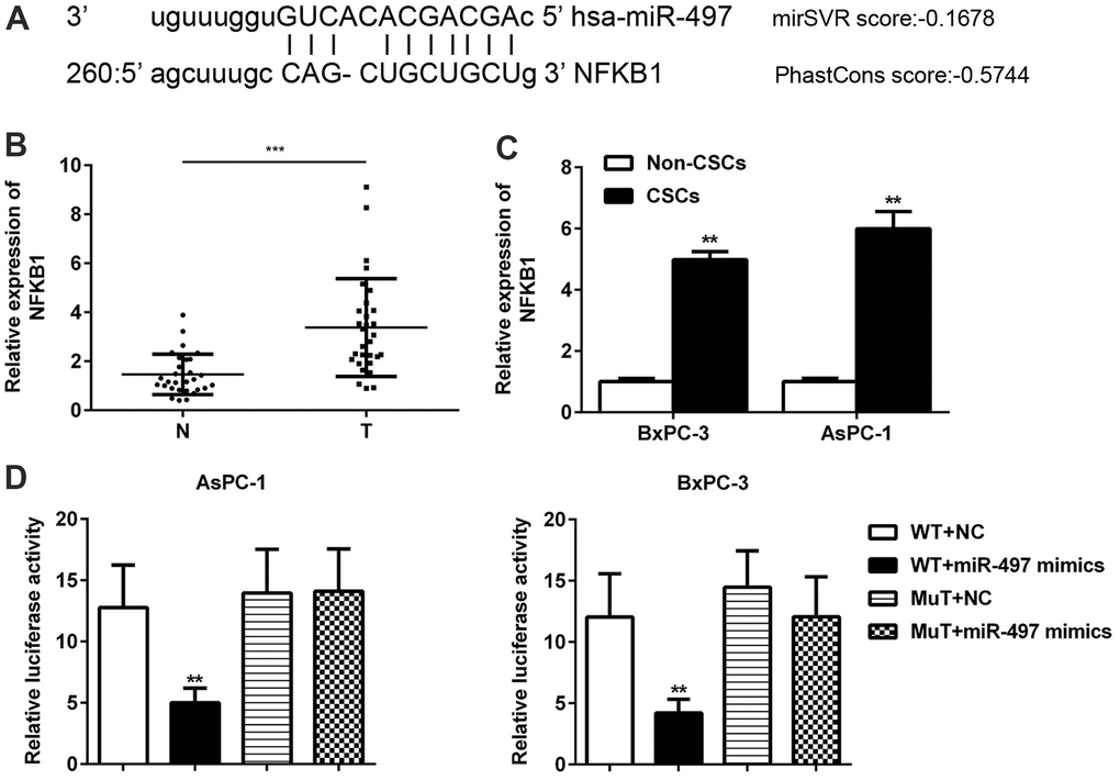 NFκB1 was identified as a direct target of miR-497. The binding sites for miR-497 and NFκB1 were predicted using miRanda software (A). The levels of NFκB1 expression were examined in pancreatic cancer (B) and in CSCs and non-CSCs from pancreatic cancer cell lines (C). The interaction between miR-497 and NFκB1 in AsPC-1 and BxPC-3 cells was examined by luciferase reporter assays (D). N, normal pancreatic tissue; T, pancreatic tumor; CSCs, cancer stem cells; Mut, mutant; WT, wild type.