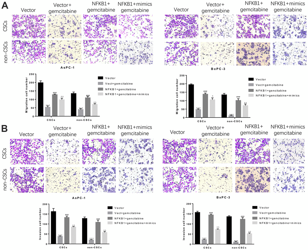 MiR-497 mimics significantly inhibited gemcitabine-induced decreases in pancreatic cancer cell migration and invasion. CSCs and non-CSCs derived from populations of AsPC-1 or BxPC-3 cells were transfected with an NFκB1 overexpression vector, empty vector alone, or in combination with miR-497 mimics and then exposed to gemcitabine. After 24 h of treatment, the migration (A) and invasion (B) capabilities of the cells were examined. ***P