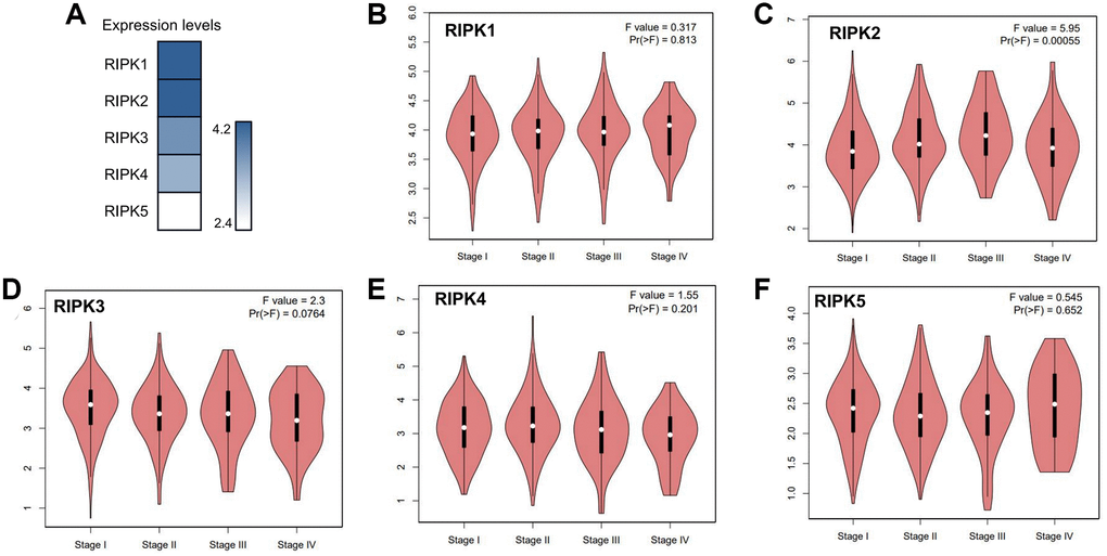 The relative expression levels of the RIPK family in LUAD patients and their correlation to clinic stages. (A) GEPIA databases were used to evaluate the relative expression levels of the RIPK family in LUAD patients. (B–F) the correlation between expression of RIPK1-5 and tumor clinic stage.