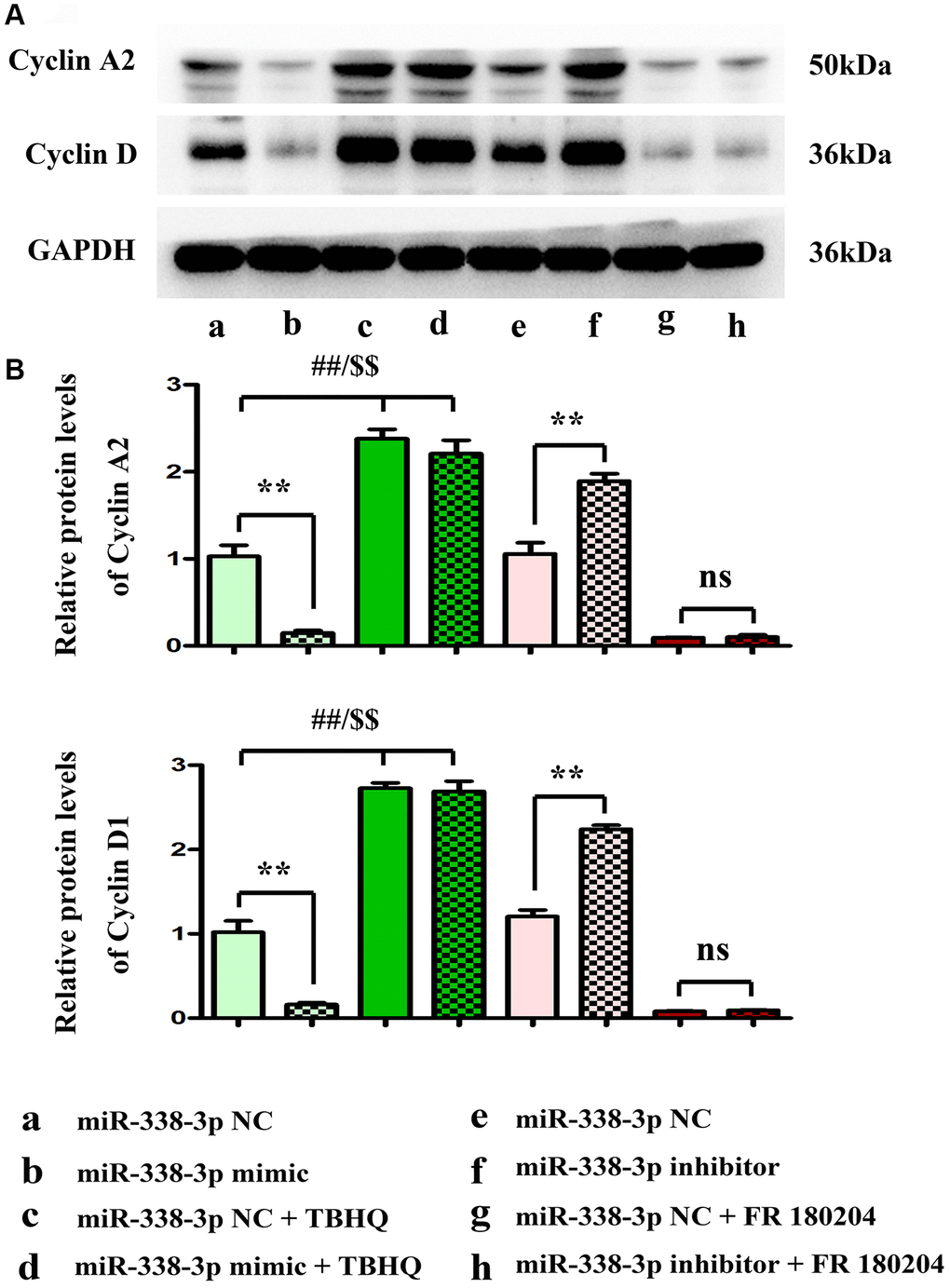 miR-338-3p modulates the proliferation of A549 cells by regulating the expression of cyclin A2 and cyclin D1, and these results are dependent on the ERK1/2 phosphorylation. (A, B) **P ##P $$P 