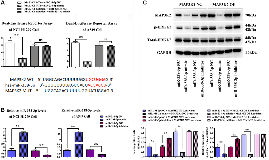 Functional verification of miR-338-3p/MAP3K2 axis in NCI-H1299 and A549 cells. (A) the effect of miR-338-3p on MAP3K2 transcription was identified by luciferase reporter assay in HCI-H1299 and A549 cells, and the putative wild-type MAP3K2 3'-UTR binding sequence as well as the mutation sequence. (B) Statistical results of protein expressions in NCI-H1299 and A549 cells. **P C) Protein expressions of MAP3K2, p-ERK1/2 and t-ERK1/2 in A549 cells. **P 