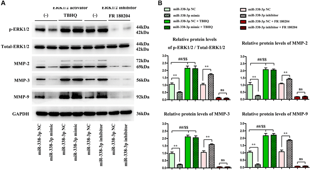 Overexpressed miR-338-3p affects the expression of proteins related to migration and invasion function of NCI-H1299 and A549 cells through the ERK pathway. (A) Protein expression levels of p-ERK1/2, t-ERK1/2, MMP-2, MMP-3 and MMP-9 in NCI-H1299 and A549 cells. (B) Statistical analysis results of protein expressions in NCI-H1299 and A549 cells. **P ##P $$P 
