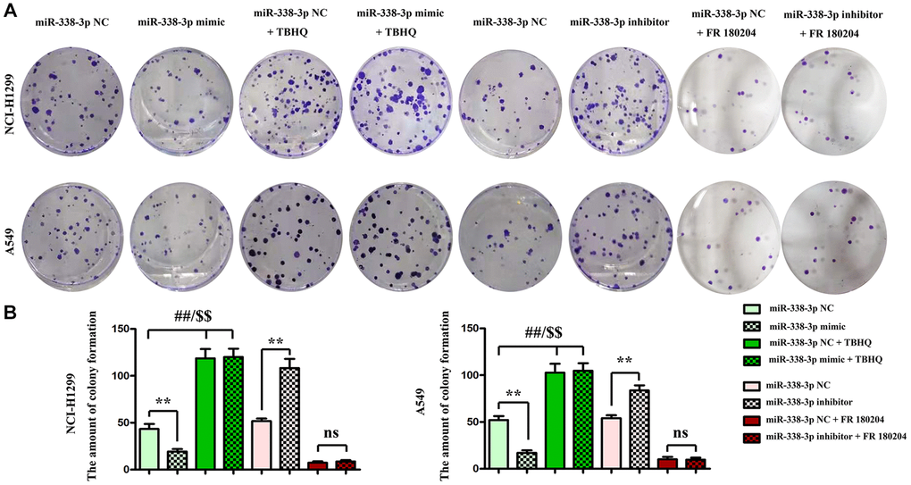 Regulatory roles of miR-338-3p on the colony formation ability of NCI-H1299 and A549 cells dependent on the ERK signal. (A, B) The number of colonies formed after transfection with miR-338-3p mimic and inhibitor treated with FR180204 or TBHQ. **P ##P $$P 