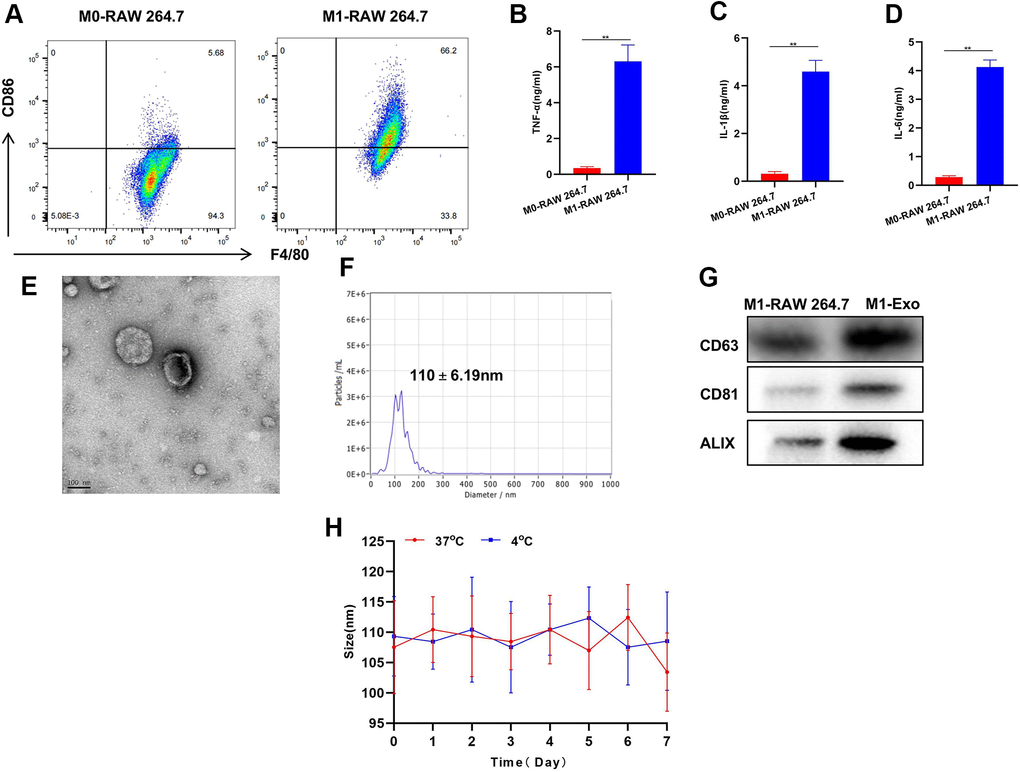 Construction and characterization of M1-Exo-GEM. (A) After induction, M0 macrophages were successfully polarized into M1 phenotype. (B–D) Expressions of M1 macrophage markers TNF-α, IL-6 and IL-1β were significantly up-regulated, which were higher than those in M0 macrophages, showing significant inter-group differences, **PE–G) M1-Exo-GEM had a circular pie appearance, with a particle size of around 100 nm. Meanwhile, the up-regulated expressions of marker proteins indicated that the Exos were morphologically intact, which conformed to relevant characteristics. (H) Investigation of Exo stability revealed insignificant changes in particle size of M1-Exo-GEM at 4° C and 37° C within 1 week of measurement.