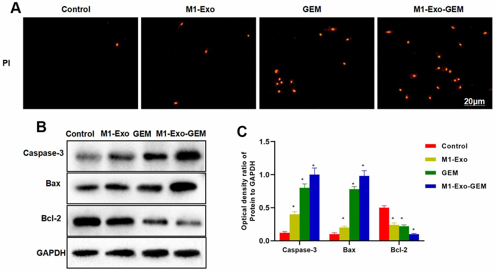 Effect of M1-Exo-GEM on MB49 apoptosis. (A) In PI staining, M1-Exo and GEM could promote apoptosis, as manifested by significantly higher number of positive cells than that of Control group, while M1-Exo-GEM could further promote apoptosis. (B, C) According to protein assay results, Bcl-2 was highly expressed in the Control group, while Caspase-3 and Bax were lowly expressed. GEM and M1-Exo enhanced the expressions of Caspase-3 and Bax and inhibited the Bcl-2 expression, suggesting their pro-apoptosis effect. M1-Exo-GEM could further promote the apoptosis signal activation. *P