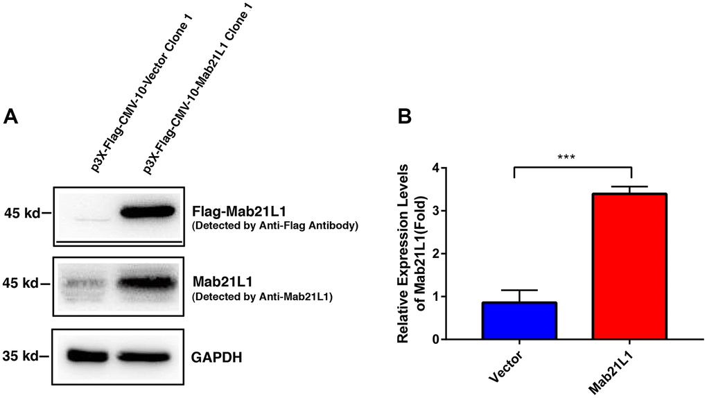 Establishment of vector and MAB21L1 overexpression clones with mouse lens epithelial cells, αTN4-1 line. The plasmids of P3X-Flag-CMV-10-Vector and P3X-Flag-CMV-10-MAB21L1 were transfected into αTN4-1 cells, respectively. After transfection, the P3X-Flag-CMV-10-Vector-αTN4-1 (Vector-αTN4-1 in short) cells and P3X-Flag-CMV-10-MAB21L1-αTN4-1 (MAB21L1-αTN4-1 in short) cells were screened with 600 μg/ml G418 for 4 weeks, and individual clones were obtained. Clone 1 of vector-αTN4-1 and MAB21L1-αTN4-1 cells were confirmed by Western blot analysis (A). (B) Quantitative results of the MAB21L1 protein expression levels in A by Image J software. N=3. *** p