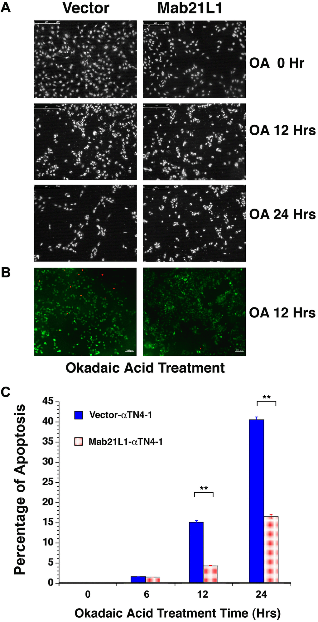 Analysis of okadaic acid (OA)-induced apoptosis of vector-αTN4-1 (vector) and MAB21L1-αTN4-1 (Mab21L1) cells. (A) Hoechst staining of OA-treated vector-αTN4-1 and MAB21L1-αTN4-1 cells for 0 to 24 hours. The apoptotic cells displayed fragmented or condensed nuclei, or were detached from the culture dishes, so that empty space appeared. Both vector-αTN4-1 and MAB21L1-αTN4-1 cells were grown to the density as shown in row one of Figure 2A (approximately 90% confluence, 0 Hr treatment), then subjected to 100 nM okadaic acid (OA) treatment with for 12 and 24 hrs. After OA treatment, the cells were processed for Hoechst staining as described (Mao et al., 2001). (B) Image of live cells (green color) and apoptotic cells (read color) of the vector-αTN4-1 and MAB21L1-αTN4-1 cells after 12 Hrs treatment by OA. (C) Quantitative results of apoptosis rate using live/dead assay as described (Wang et al., 2021). OA treatment for 12 hrs and 24 hrs induced about 15% and 41% apoptosis in vector-transfected cells, respectively. In contrast, only about 5% and 16% apoptosis were detected in MAB21L1-transfected cells after 12h and 24h-treatment with 100 nM OA. Note that MAB21L1 displayed the anti-apoptotic ability in αTN4-1 cells. Scale bar, 250 μm. N=3. ** p