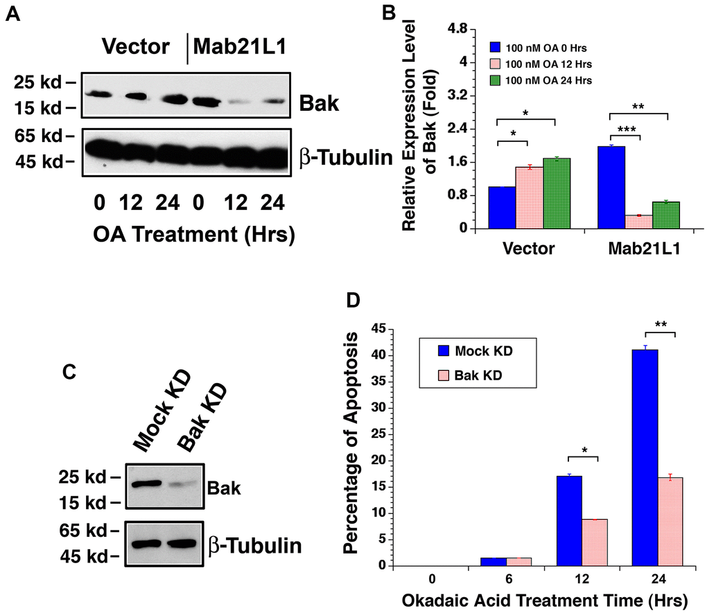 Dynamic change of Bak levels in vector-αTN4-1 and MAB21L1-αTN4-1 cells in the absence and presence of 100 OA treatment and effect of Bak level on OA-induced apoptosis of αTN4-1 cells. (A, B). Dynamic change of Bak levels in vector-αTN4-1 and MAB21L1-αTN4-1 cells in the absence and presence of 100 OA treatment. Both vector-αTN4-1 and MAB21L1-αTN4-1 cells were grown to about 90% confluence and then subjected to 100 nM OA treatment for 12 and 24 hrs. Thereafter, the cells were harvested for extraction of total proteins which were used for analysis of Bak expression by Western blot analysis (A). Quantitative results of the Bak protein expression levels were analyzed by Image J software (B). Note that in the MAB21L1-αTN4-1 cells, the Bak protein expression level was much higher than that in the vector-αTN4-1 cell clone in the absence of 100 nM OA treatment. During OA treatment for 12 and 24 hrs, however, Bak protein was upregulated in vector-αTN4-1 cells. In contrast, in MAB21L1-αTN4-1 cells, Bak protein was significantly degraded. N=3. *pppC, D) Effect of Bak level on OA-induced apoptosis of αTN4-1 cells. Vector-αTN4-1 cells were used as Bak knockdown with CRSPR/Cas9 technology (see Materials and Methods). Both mock and Bak KD clones were verified with Western blot analysis (C). The two types of cells were then subjected to 100 nM OA treatment for 12 and 24 hrs, and the apoptosis rate was determined with live/dead assays (D). N=3. *pp