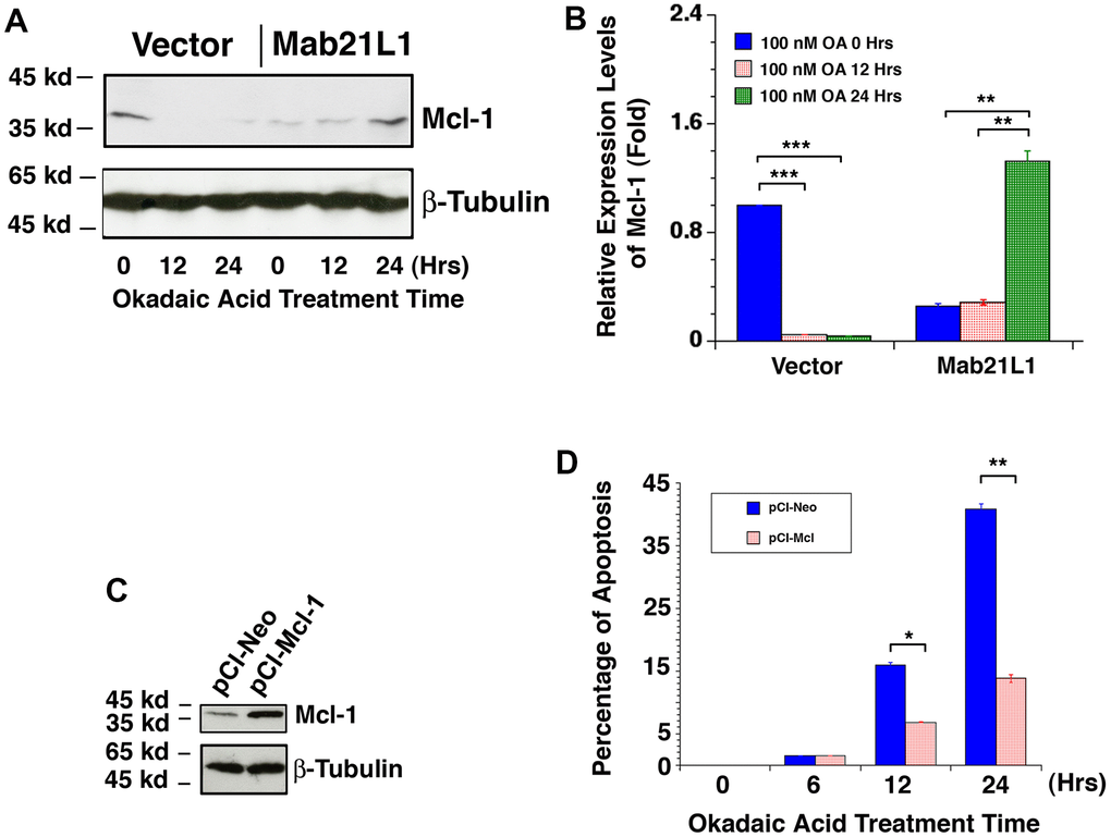 Dynamic change of Mcl-1 levels in vector-αTN4-1 and MAB21L1-αTN4-1 cells in the absence and presence of 100 OA treatment and effect of Mcl-1 level on OA-induced apoptosis of αTN4-1 cells. (A, B) Dynamic change of Mcl-1 levels in vector-αTN4-1 and MAB21L1-αTN4-1 cells in the absence and presence of 100 OA treatment. Both vector-αTN4-1 and MAB21L1-αTN4-1 cells were grown to about 90% confluence and then subjected to 100 nM OA treatment for 12 and 24 hrs. Thereafter, the cells were harvested for extraction of total proteins which were used for analysis of Mcl-1 expression by Western blot analysis (A). Quantitative results of the Mcl-1 protein expression levels were analyzed by Image J software (B). Note that in the MAB21L1-αTN4-1 cells, the Mcl-1 protein expression level was much lower than that in the vector-αTN4-1 cell clone in the absence of 100 nM OA treatment. During OA treatment for 12 and 24 hrs, however, Mcl-1 protein was down-regulated to background level in vector-αTN4-1 cells. In contrast, in MAB21L1-αTN4-1 cells, Mcl-1 protein was significantly upregulated after 24 h treatment by OA. N=3. ** ppC, D) Effect of Mcl-1 level on OA-induced apoptosis of αTN4-1 cells. Both pCI-αTN4-1 and pCI-Mcl-1-αTN4-1 cell clones were verified with Western blot analysis (C). The two types of pCI-αTN4-1 and pCI-Mcl-1-αTN4-1 cells were then subjected to 100 nM OA treatment for 12 and 24 hrs, and the apoptosis rate was determined with live/dead assays (D). N=3. *pp