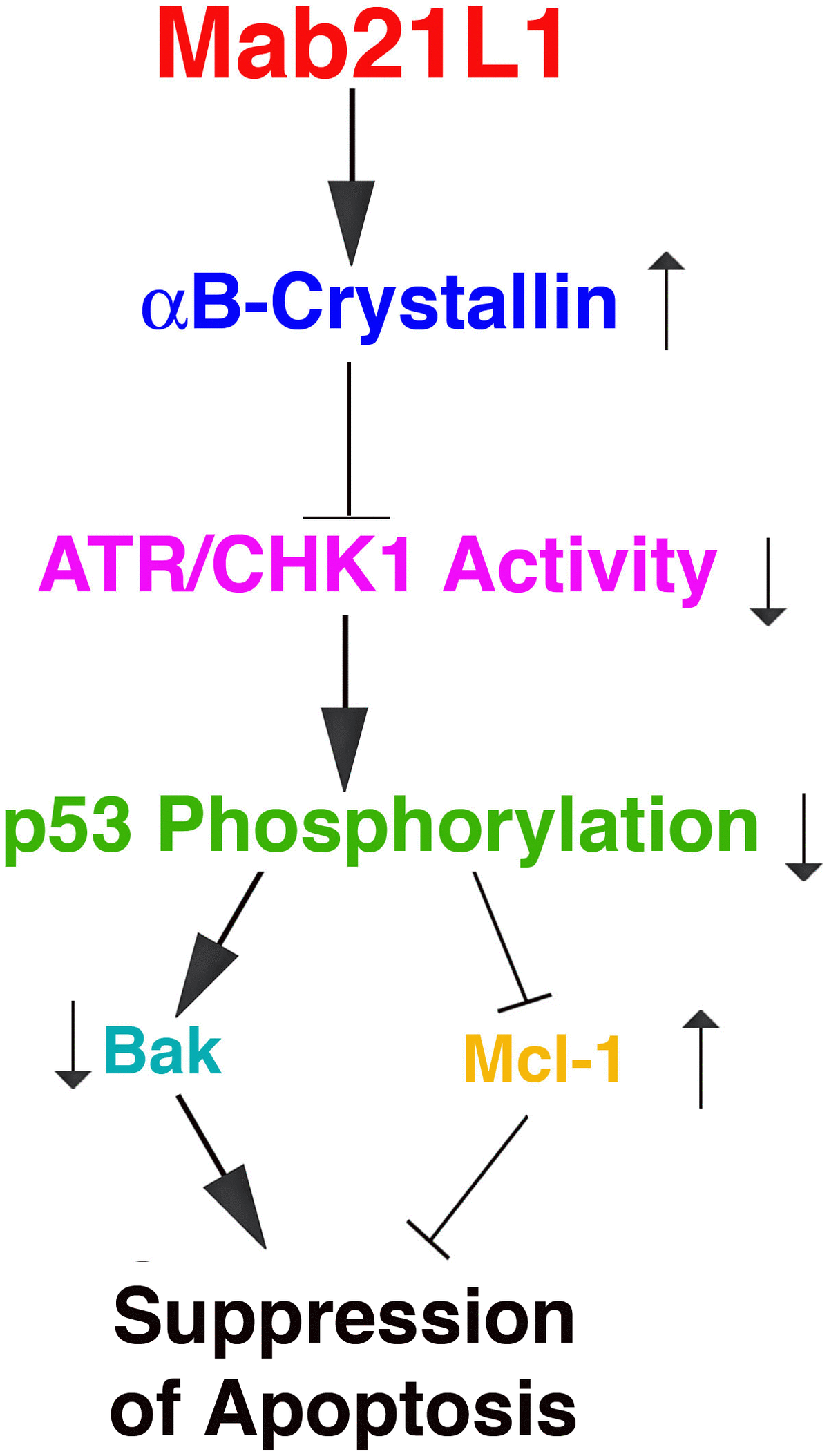 MAB21L1 Promotes Survival Of Lens Epithelial Cells Through Control Of ...