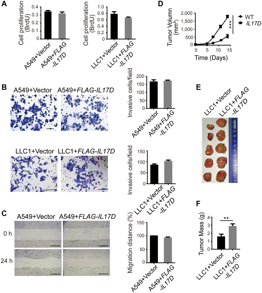 IL-17D overexpression does not affect the biological behavior of tumor cells in vitro, but promotes tumor progression in vivo. (A) Cell proliferation measurements (BrdU) compared between IL-17D–expressing and control cells (n = 5–6). (B) IL-17D–expressing cancer cells and control cells were subjected to invasion assay. Error bars represent the means ± standard deviation (SD) for a representative experiment performed in triplicate. Scale bars, 100 μm. (C) IL-17D–expressing A549 cells and control cells were subjected to a wound healing assay. Error bars represent the means ± SD for a representative experiment performed in triplicate. Scale bar, 100 μm. (D) Subcutaneous tumor growth of IL-17D–expressing and control LLC1 cells were measured (n = 5). Control and IL-17D–expressing LLC1 cell lines were harvested and injected into WT mice (100% tumor positive). Data are representative of three independent experiments. ***P E) Images of subcutaneous tumors. Tumors were excised at day 15 after subcutaneous injection. (F) Subcutaneous tumor weight was measured and compared. **P 