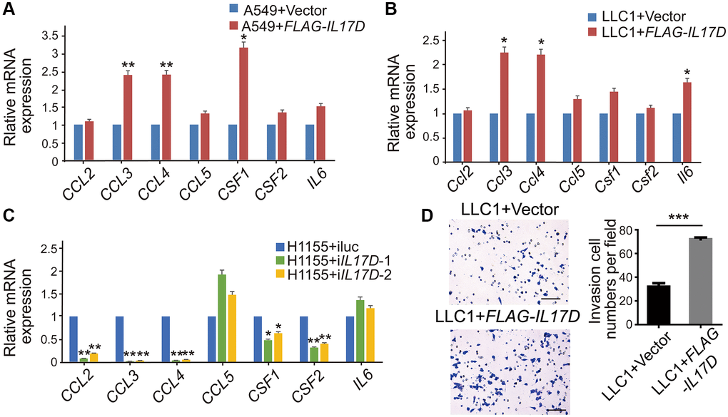 IL-17D induces lung cancer cells to express a series of TAM recruitment– and polarization–related genes. (A–C) The relative mRNA levels of genes related to macrophages recruitment and polarization was measured via quantitative real-time PCR. RNA was purified from A549 cells expressing IL-17D or empty vector (A), LLC1 cells expressing IL-17D or empty vector (B), and H1155 cells with knockdown of IL-17D or control (C). Mean ± SD. *P **P D) Representative images and quantification of recruited macrophages. Mean ± SD. ***P 