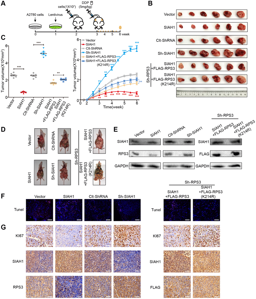 SIAH1 enhances the sensitivity of ovarian cancer cells to cDDP by down-regulating RPS3 in vivo. A2780 cells were transfected with Vector, SIAH1, Clt-shRNA, sh-SIAH1, SIAH1+FLAG-RPS3 and SIAH1+FLAG-RPS3 (K214R) lentivirus and were then subcutaneously and intraperitoneally injected into female BALB/c nude mice, and potential tumours were allowed to grow for one week (n = 6). All the groups were administered DDP (5 mg/kg) by intraperitoneal injection three times a week for a total of 8 times before sacrifice. (A) Flow chart of the animal experiment. (B) Representative images of the excised tumours on day 35 after tumour cell injection. (C) Tumour volumes of the excised tumours on day 35 (left) and the tumor growth curves (right) after tumour cell injection. (D) Typical pictures of tumours in the abdominal cavity after intraperitoneal injection in each group of mice. (E) The levels of SIAH1 and RPS3 proteins in mouse xenograft tumour tissues were assessed by Western blotting. (F) The apoptosis level of tumour tissue in each group was detected by TUNEL assay. Scale bar: 100 μm. (G) Immunohistochemistry analyses for KI67, SIAH1, RPS3 and FLAG staining were carried out with A2780 xenograft tumour sections. Representative staining is shown. Scale bar: 100 μm. **p ***p 