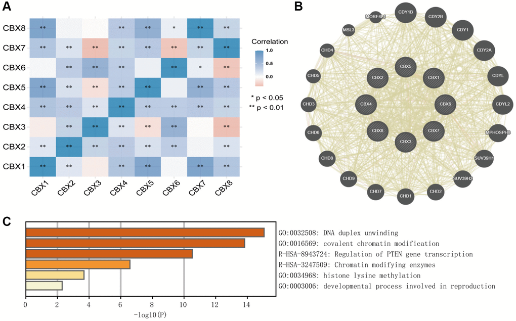 Predicted functions and pathways of CBXs and their coexpression neighbor genes in gastric cancer by Correlation heatmap (A), GeneMANIA (B), and Metascape (C).