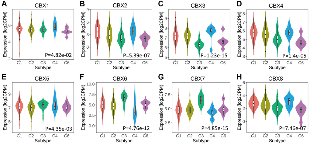 Relationship between CBXs and immune subtypes across in gastric cancer in TISIDB. (A) CBX1; (B) CBX2; (C) CBX3; (D) CBX4; (E) CBX5; (F) CBX6; (G) CBX7; (H) CBX8. C1: wound healing (n = 129); C2: IFN-gamma dominant (n = 210); C3: inflammatory (n = 36); C4: lymphocyte depleted (n = 9); C6: TGF-β dominant (n = 7).