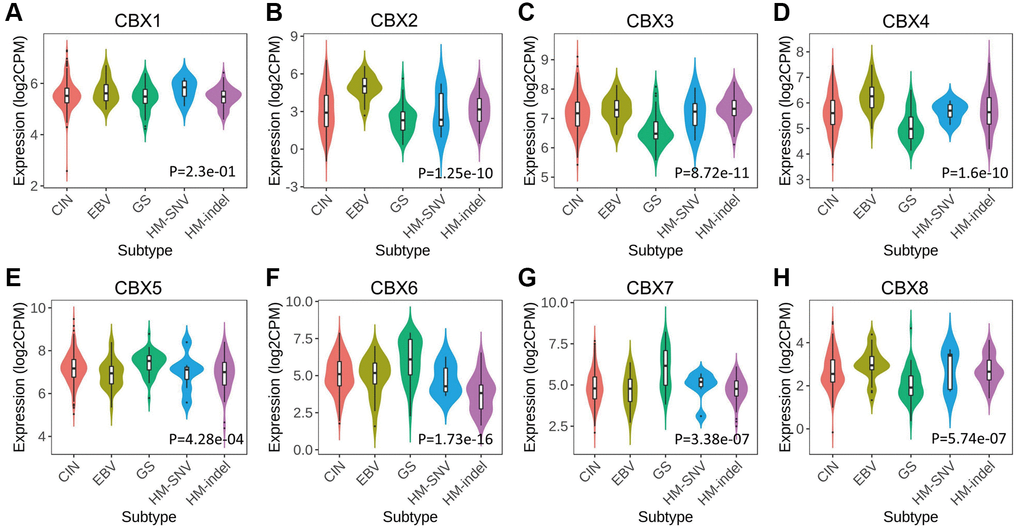 Relationship between CBXs and molecular subtypes in gastric cancer in TISIDB. (A) CBX1; (B) CBX2; (C) CBX3; (D) CBX4; (E) CBX5; (F) CBX6; (G) CBX7; (H) CBX8. Abbreviations: CIN: chromosomal instability (n = 223); EBV: Epstein–Barr virus positive (n = 30); GS: genomically stable (n = 50); HM-SNV: hypermutated-single-nucleotide variant predominant (n = 7) and HM-indel: hypermutated-insertion deletion mutation (n = 73).