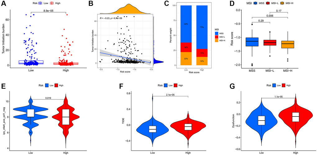 Evaluation of the correlation between risk scores and potential response to immunotherapy for gastric cancer patients. (A) Higher TMB in the low risk group. (B) TMB was negatively correlated with risk score. (C) Associations between the risk score and MSI. (D) MSI-H in the low risk group. (E) The association between the risk score and the Immunophenoscore (IPS) of anti-CTLA4 monotherapy. Higher TIDE (F) and T cell dysfunction (G) score in the high risk group.