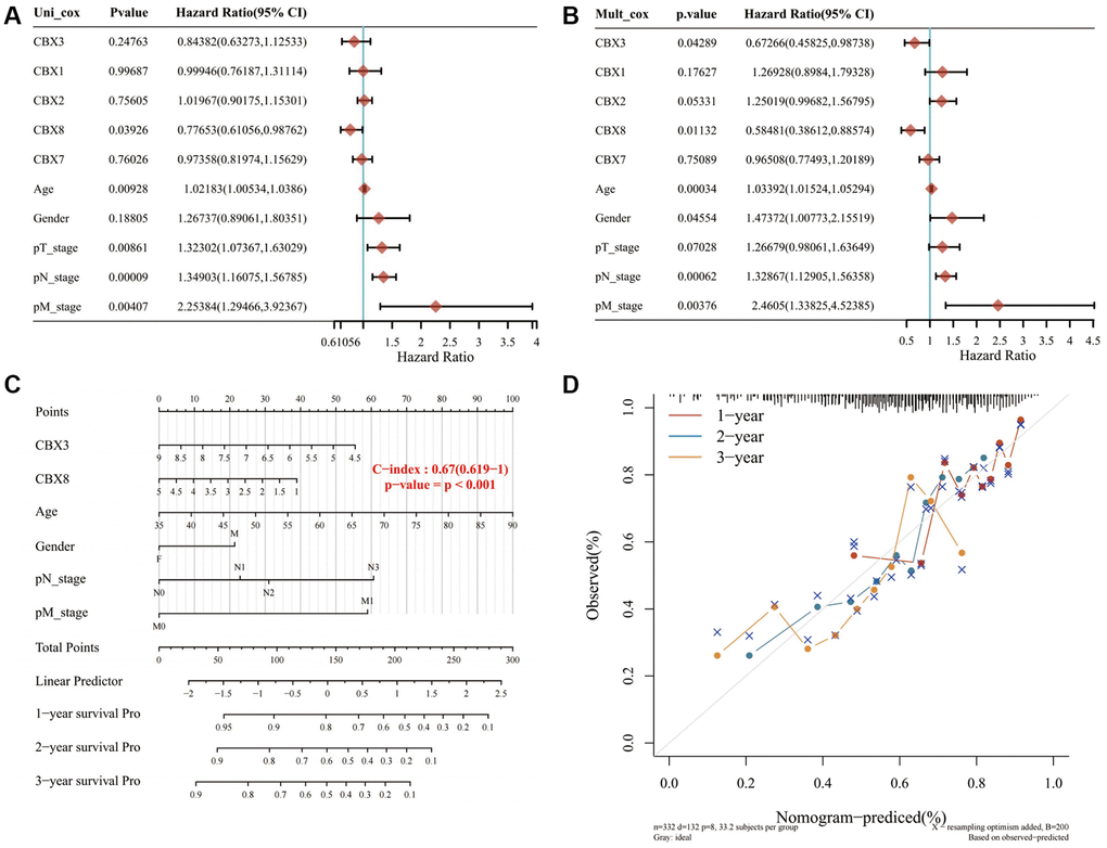 Constructing a prediction nomogram. (A, B) Univariate and multivariate regression analysis showed that CBX3, CBX8, age, gender, pT stage, pN stage, and pM stage were independent factors for the prognosis of gastric cancer patients; (C, D). The predictive nomogram suggested that overall survival rates over 1, 2 and 3 years could be reasonably predicted. A dashed diagonal line represents the ideal nomogram. Abbreviation: CBXs, chromobox proteins.