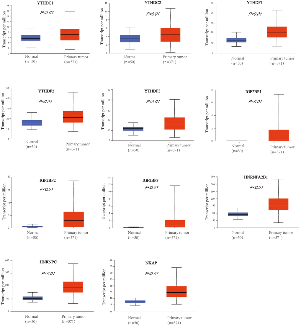 The mRNA expression profile of m6A “readers” in HCC and normal liver tissues (UALCAN database). m6A “readers” YTHDC1, YTHDC2, YTHDF1, YTHDF2, YTHDF3, IGF2BP1, IGF2BP2, IGF2BP3, HNRNPA2B1, HNRNPC, and NKAP were expressed significantly higher in HCC than that in normal tissues.