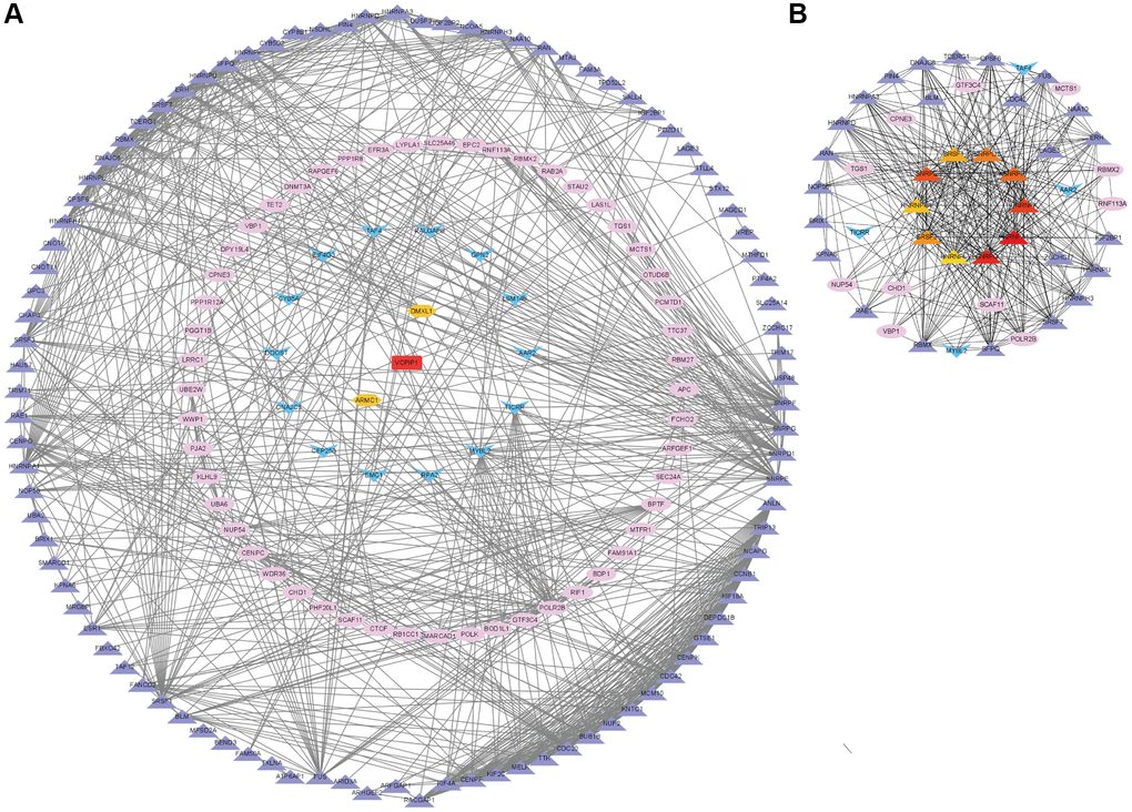 Co-expression network analysis of the m6A “readers” related co-expression genes in HCC. (A) The PPI network based on top 20 co-expression genes of each m6A “reader” from cBioPortal database. This network was edited by STRING database and Cytoscape software. The spearman's correlation value between m6A co-expression genes was depicted in different color (purple for more than 0.4, pink for more than 0.6, blue for more than 0.5, orange for more than 0.7 and red for more than 0.8). (B) The top 10 hub genes (little circle in the core) and their shortest paths of these co-expression genes. These data were analyzed by Cytoscape database.