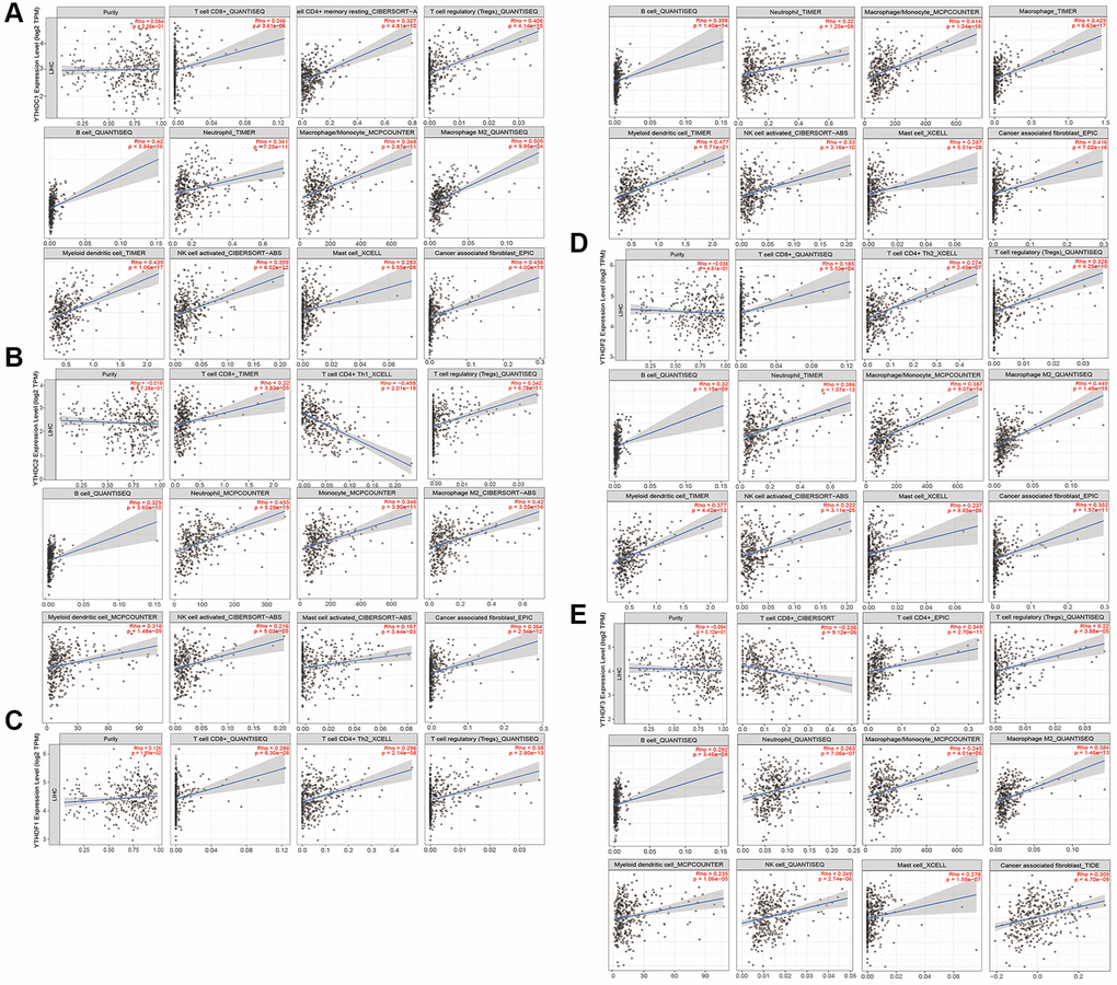Immune cell infiltration of the m6A “readers” (YTHDC1/2, and YTHDF1/2/3) in HCC. (A) All of these 11 immune cells had a positive correlation with YTHDC1. (B) All these immune cells we researched had positive correlations with YTHDC2, except for CD4+ T cell. (The CD4+ T cell was negatively related to YTHDC2). (C) All of these 11 immune cells had a positive correlation with YTHDF1. (D) All of these 11 immune cells had a positive correlation with YTHDF2. (E) All these immune cells we researched had positive correlations with YTHDF3, except for CD8+ T cell. (The CD8+ T cell was negatively related to YTHDF3). These data were collected from TIMER 2.0 database.