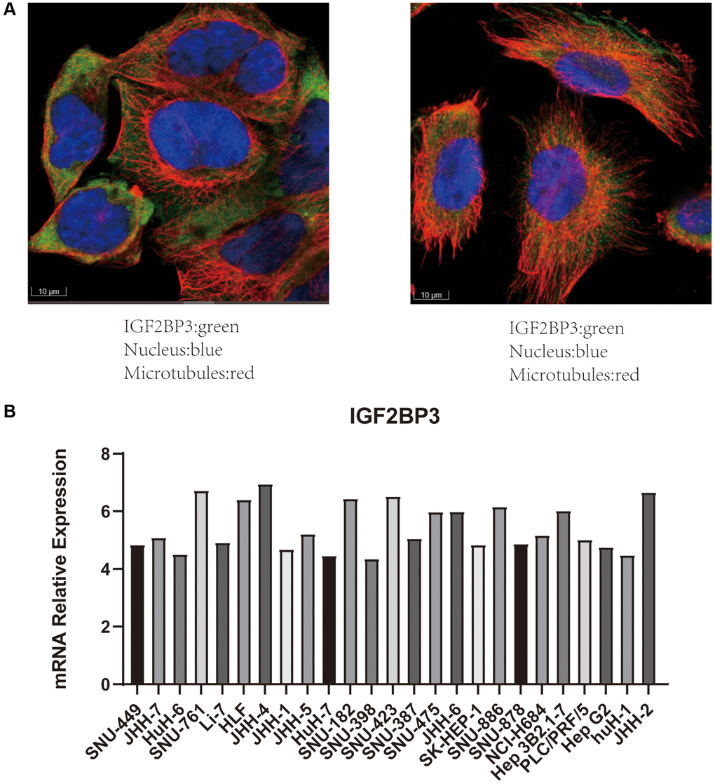 Validation the expression of IGF2BP3 in cell line models. (A) The immunofluorescence results of IGF2BP3. IGF2BP3 was localized in the cytoplasm. (IGF2BP3 was stained in green, the nucleus was stained in blue, and the microtubules were stained in red.) The data were derived from the HPA database. (B) The mRNA expression level of IGF2BP3 in HCC cell lines. The data were derived from CCLE database.