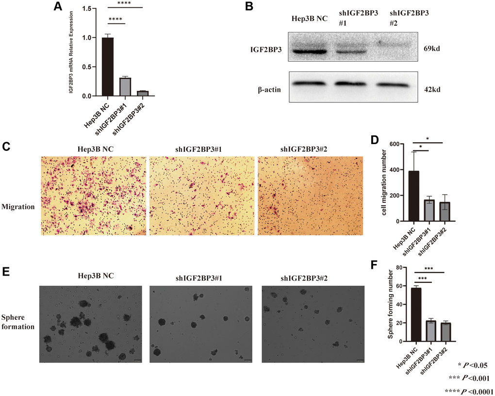 Validation the functions of IGF2BP3 in HCC cell line. (A) The knock-down efficiency of IGF2BP3 mRNA expression in Hep3B cell. (B) The knock-down efficiency of IGF2BP3 protein expression in Hep3B cell. (C) The representative migration images of IGF2BP3 stably KD and NC Hep3B cells. (D) The statistical analysis of migration assay for Hep3B cells with IGF2BP3 stably KD and NC. *P ***P ****P E) The representative sphere formation assay images of IGF2BP3 stably KD and NC Hep3B cells. (F) The statistical analysis of sphere formation assay for Hep3B cells with IGF2BP3 stably KD and NC. *P ***P ****P 