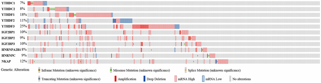 Genetic alteration of the m6A “readers” in HCC patients (cBioPortal database). All of these m6A “readers” had some genetic alteration, including “inframe mutation”, “missense mutation”, “splice mutation”, “truncating mutation”, “amplification”, and “deep deletion”.