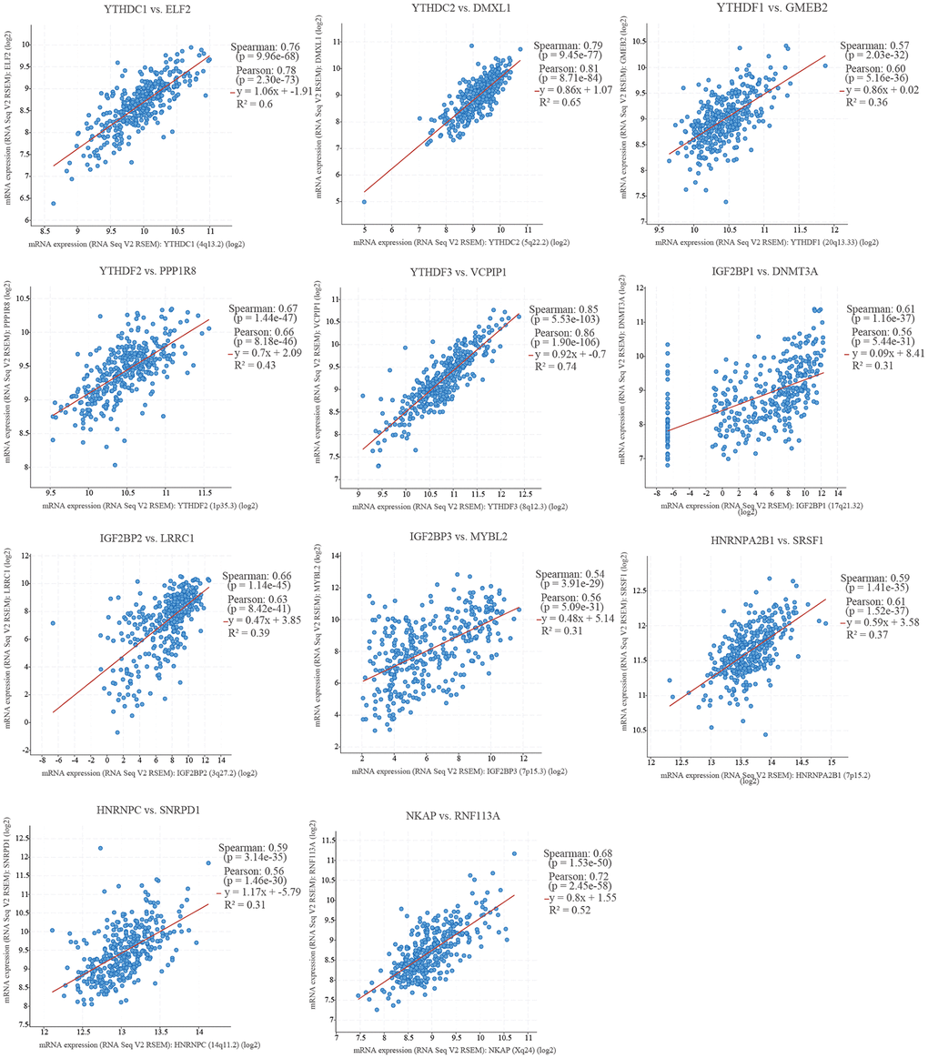 The top one co-expression genes of m6A “readers” in HCC (cBioPortal database). All of these m6A “readers” had a positive correlation with top one co-expression genes (including ELF2, DMXL1, GMEB2, PPP1R8, VCPIP1, DNMT3A, LRRC1, MYBL2, SRSF1, SNRPD1, and RNF113A).