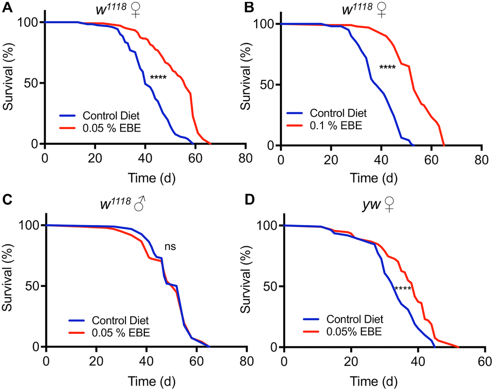 Application of Eisenia bicyclis extract (EBE) enhances lifespan in female Drosophila. Lifelong application of 0.05% EBE (red) to adult female Drosophila (w1118) was compared to control flies of the same genotype (blue). The proportion of surviving animals is displayed against time (A). In (B), 0.1 % EBE was used under otherwise identical conditions. A similar analysis was performed with w1118 males and 0.05% EBE was applied (red) and compared with controls (blue) (C). Female flies of the yw strain were confronted with 0.05 EBE (red and compared to matching controls (blue) (D). (n > 100 per condition). Statistical analyses were done using a log-rank test. Ns means not significant, *** means p