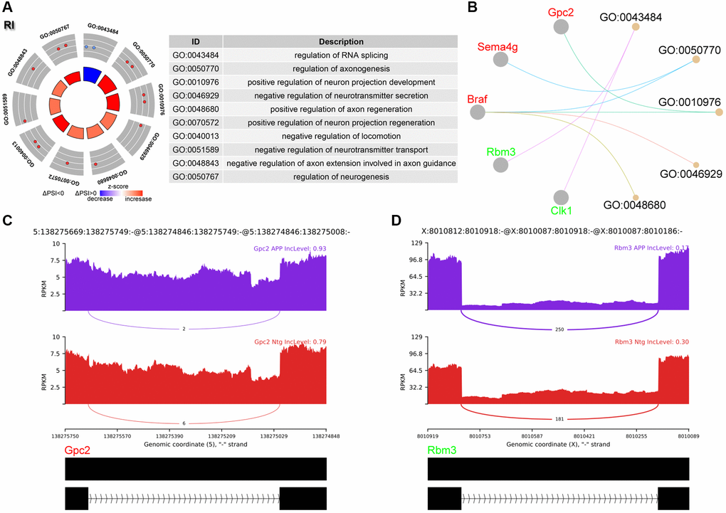 Analysis of RI events. (A) Significant GO terms enriched in genes involved in RI events. (B) Cnetplot revealed genes in these enriched GO terms. Gpc2 colored in red indicated increased PSI level, while Rbm3 colored in green represented decreased PSI level. (C, D) The detailed sashimi plots for Gpc2 and Rbm3.