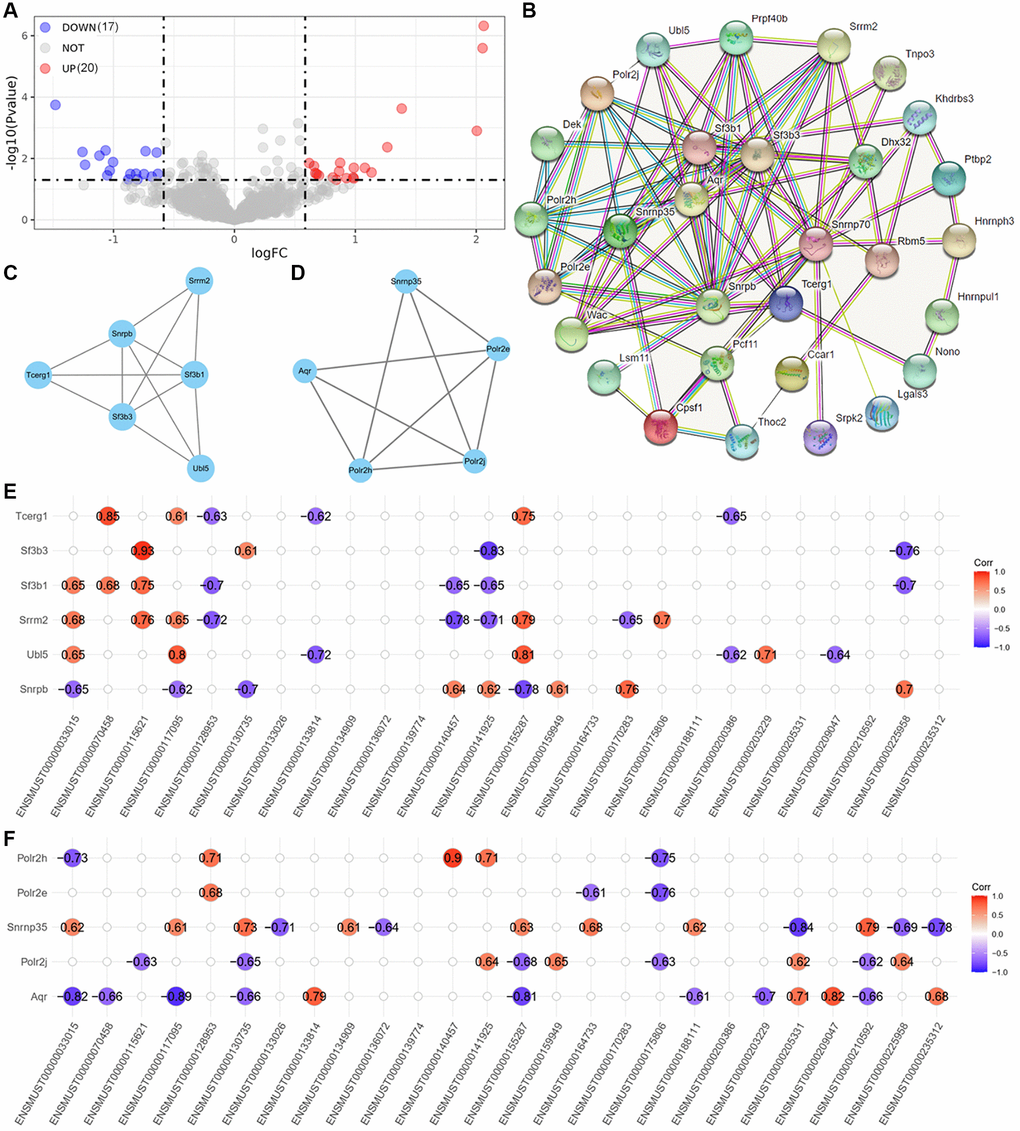 Analysis of upstream splicing factors. (A) volcano plot of dysregulated splicing factors. (B) PPI networks of these 37 dysregulated splicing factors. (C, D) The first and second cluster of these splicing factors selected using MCODE app in Cytoscape. (E) Correlation between the firster cluster splicing factors and dysregulated transcripts involved in significant AS events. (F) Correlation between the second cluster splicing factors and dysregulated transcripts involved in significant AS events.
