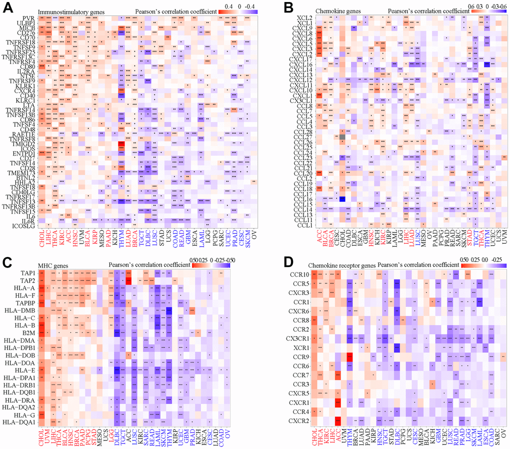Correlation analysis of SAAL1 expression and immune-relevant genes in various cancer types. (A) Immunostimulatory genes. (B) Chemokine genes. (C) MHC genes. (D) Chemokine receptor genes. *P