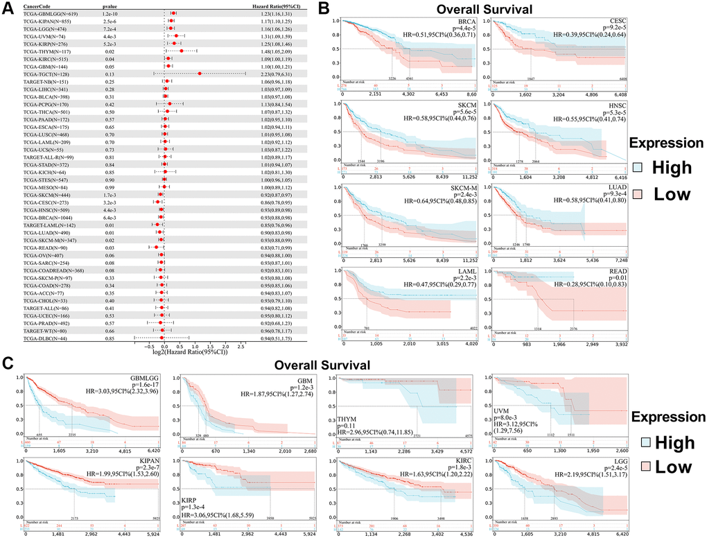 Relationship between SPIB expression and overall survival (OS) in pan-cancer. (A) Cox regression analysis of SPIB in 44 tumors. (B) Kaplan-Meier OS curves of SPIB expression in patients with LAML, BRCA, CESC, LUAD, HNSC, SKCM, SKCM-M, and READ. (C) Kaplan-Meier OS curves of SPIB expression in patients with GBMLGG, LGG, KIRP, KIPAN, GBM, KIRC, THYM, and UVM. For (B and C), the vertical coordinate is the survival probability, and the horizontal coordinate is the survival time (days).