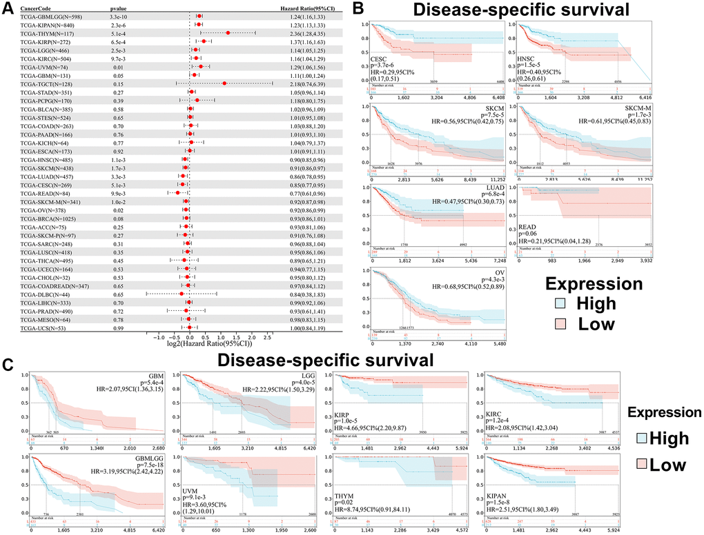 Relationship between SPIB expression and disease-specific survival (DSS) in pan-cancer. (A) Cox regression analysis of SPIB in 44 tumors. (B) Kaplan-Meier OS curves of SPIB expression in patients with CESC, LUAD, HNSC, SKCM, SKCM-M, READ, and OV. (C) Kaplan-Meier OS curves of SPIB expression in patients with GBMLGG, LGG, KIRP, KIPAN, GBM, KIRC, THYM, and UVM. For (B and C), the vertical coordinate is the survival probability, and the horizontal coordinate is the survival time (days).