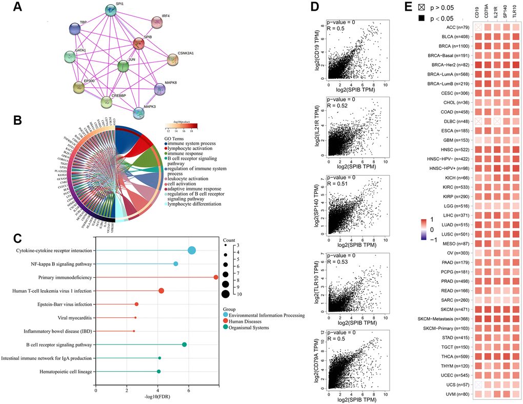 SPIB-related gene enrichment and pathway analysis. (A) SPIB protein network map based on STRING database. (B) GO analysis of the top 100 genes associated with SPIB expression. (C) KEGG analysis of the top 100 genes associated with SPIB expression. (D) Correlation between the most relevant genes for SPIB expression, including PEZ1, GNA12, MAP4, SEPT7 TPST1, and TBL2 of the GEPIA2 tool. (E) Heatmap of genes significantly associated with SPIB expression.