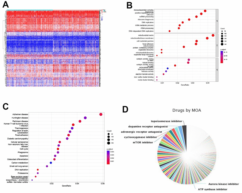 Tumor immune sensitive drug prediction. (A) Top 200 up- and downregulated significantly expressed genes between the high- and low-risk groups. (B, C) GO and KEGG enrichment analyses of differentially expressed genes. (D) Pie chart of tumor immune-sensitive drug types.