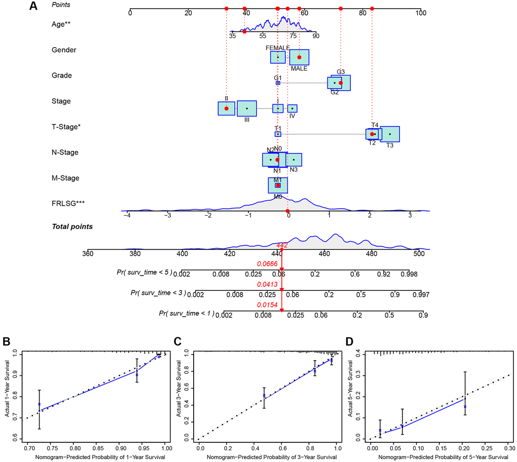 FRLSG-integrated nomogram improving the prognostic prediction power. (A) nomogram plot based on clinic-pathological factors and FRLSG (B–D) Calibration curves for the predictive accuracy (1-, 3-, and 5-year survival) of the FRLSG-integrated nomogram.