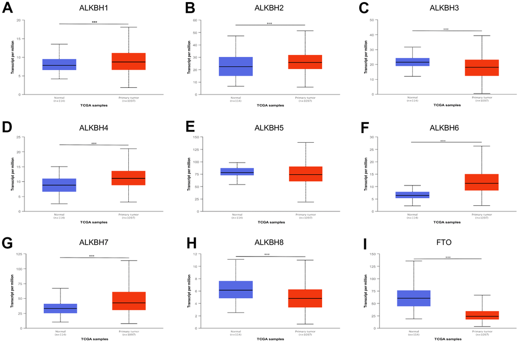 The expression profile of ALKBH family in BRCA. (A–I) ALKBH1-8 and FTO mRNA expression levels between normal tissues and BRCA tissues (UALCAN). *: P