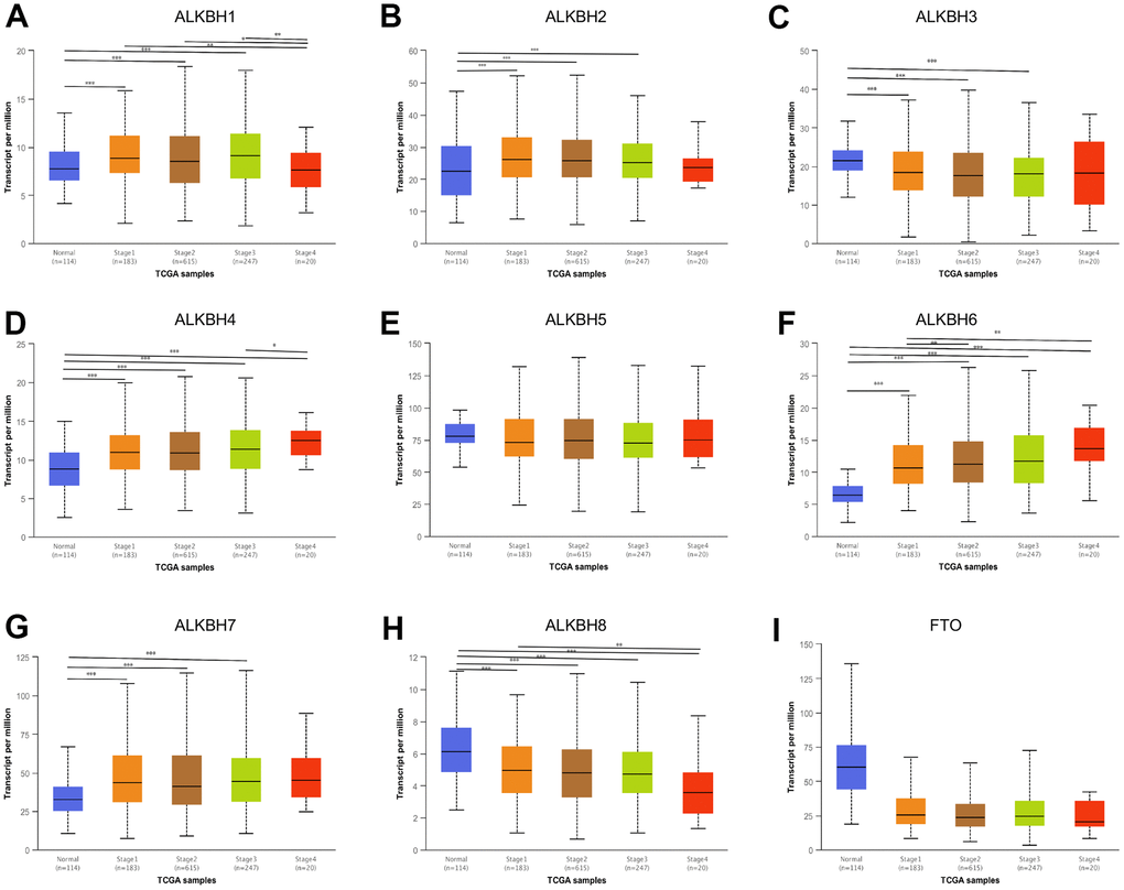 The correlation between the expression of ALKBH members and individual cancer stages. (A–I) The relationship between ALKBH1-8 and FTO mRNA expression levels and individual cancer stages (UALCAN). *: P