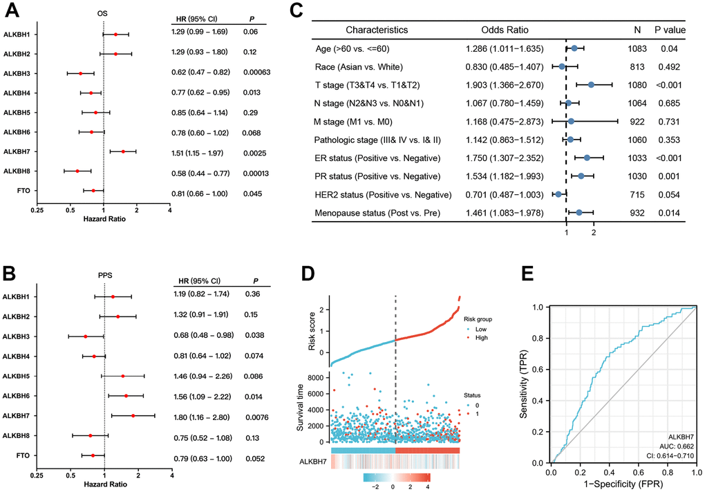 The prognostic value of ALKBH members in BRCA. (A, B) The correlations between ALKBH members and OS and PPS in patients with BRCA. (C) The relationship between clinicopathologic features and ALKBH7. (D) The high expression of ALKBH7 may lead to a higher death rate. (E) The sensitive biomarker to evaluation (AUC:0.662).