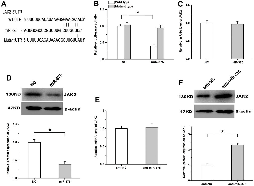 MiR-375 negatively regulates the expression of JAK2 by inhibiting its translation. (A) The potential binding site for miR-375 in the 3’UTR of JAK2. (B) miR-375 significantly decreased the luciferase activity of the JAK2 WT plasmid, while no detectable effects were observed on the luciferase activity of the MT plasmid. (C, D) miR-375 had no detectable effects on the mRNA expression of JAK2 (C), but significantly depressed its protein expression (D). (E) The mRNA expression of JAK2 was not affected by anti-miR-375. (F) Treatment with anti-miR-375 induced the protein expression of JAK2. All values are represented as the mean ± standard error of the mean. n = 3 per group. *P 