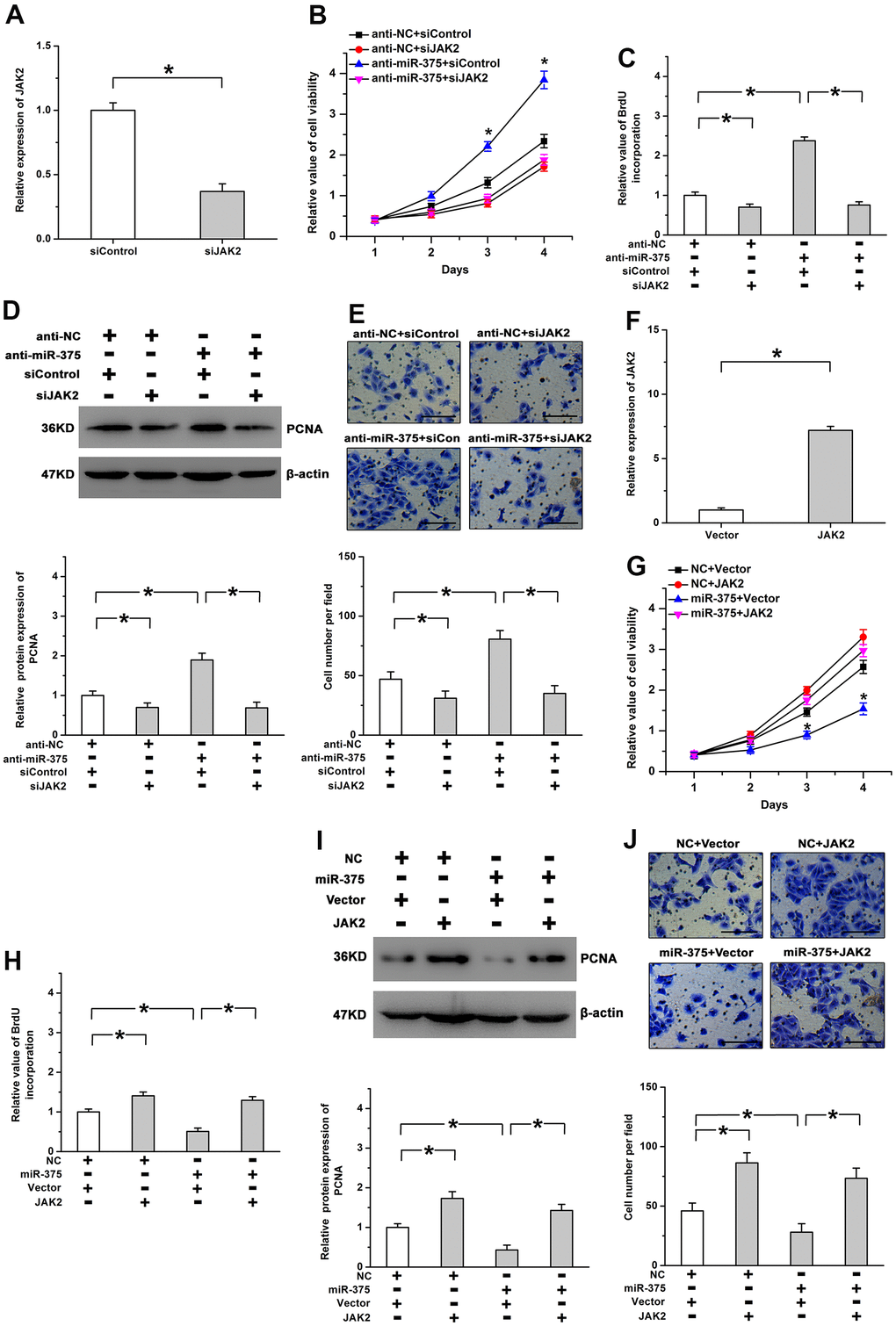 Effects of miR-375 on cell proliferation are mediated by JAK2. (A) Expression of JAK2 was significantly decreased by siJAK2. (B) The increased cell viability induced by anti-miR-375 was mitigated by Jak2 knockdown. * P C, D) Knockdown of JAK2 attenuated the promoting effects of anti-miR-375 on BrdU incorporation (C) and PCNA expression (D). (E) Cell migration enhanced by anti-miR-375 was inhibited by JAK2 knockdown. Scale bar: 100 μm. (F) Expression of JAK2 was increased by the transfection with a recombinant plasmid. (G, H) miR-375-mitigated cell viability (G) and BrdU incorporation (H) was reversed by the reintroduction of JAK2. * P I, J) The inhibitory effects of miR-375 on PCNA expression (I) and cell migration (J) were attenuated by the restoration of JAK2 expression. Scale bar: 100 μm. All values are represented as the mean ± standard error of the mean. n = 3 per group. *P 