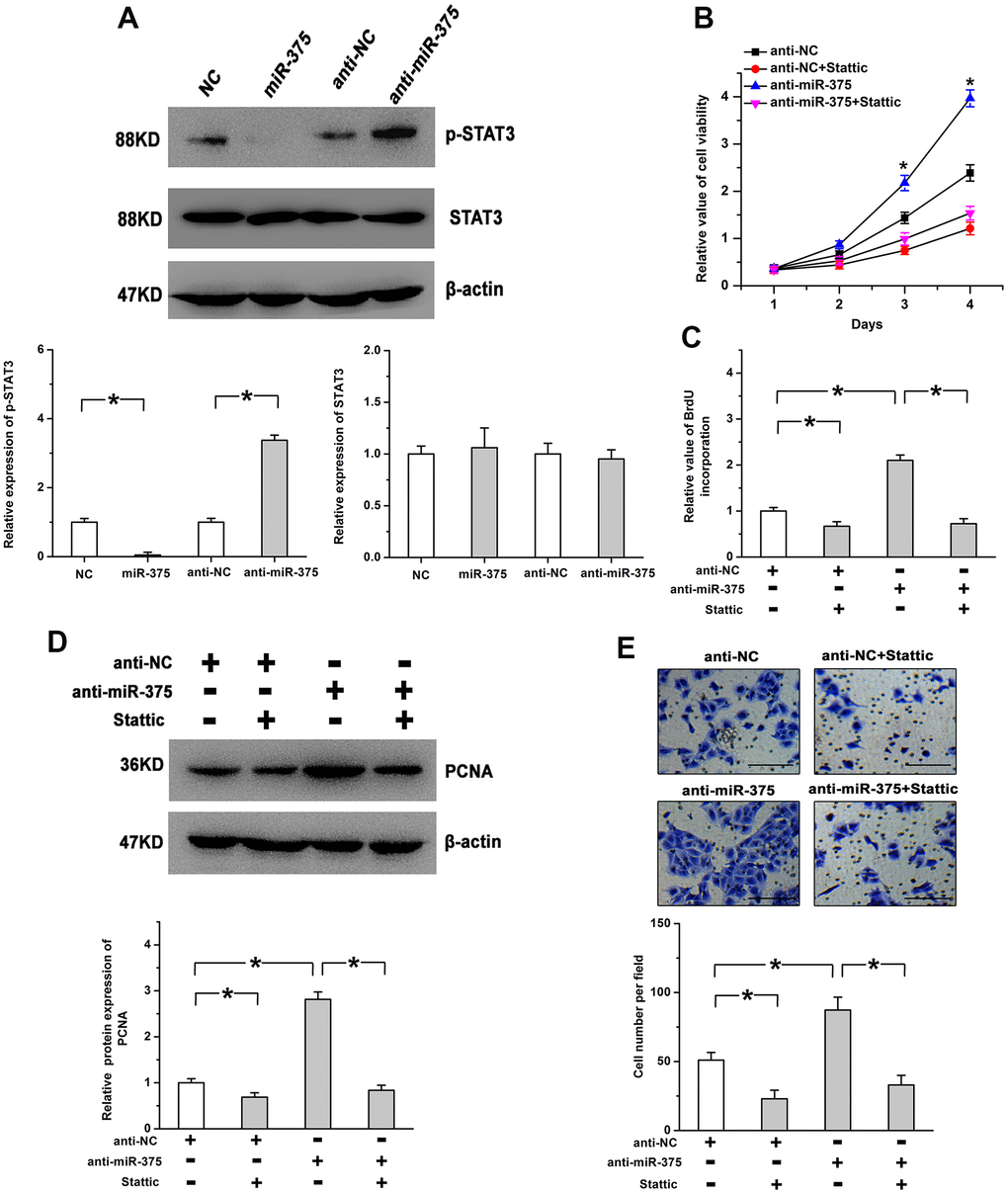 STAT3 is involved in miR-375-regulated cell proliferation in RMECs. (A) The phosphorylation of STAT3 was induced by anti-miR-375, whereas miR-375 repressed the phosphorylation of STAT3. There were no significant changes on the expression of total STAT3 after the treatment with miR-375 or anti-miR-375. The expression of p-STAT3 was quantified by the ratio of p-STAT3 to STAT3 and the expression of STAT3 was quantified by the ratio of STAT3 to β-actin. (B, C) The increase in cell viability (B) and BrdU incorporation (C) induced by anti-miR-375 was mitigated by the inhibition of STAT3. * P D, E) Anti-miR-375-increased PCNA expression (D) and cell migration (E) was attenuated by blocking the STAT3 pathway. Scale bar: 100 μm. All values are represented as the mean ± standard error of the mean. n = 3 per group. *P 