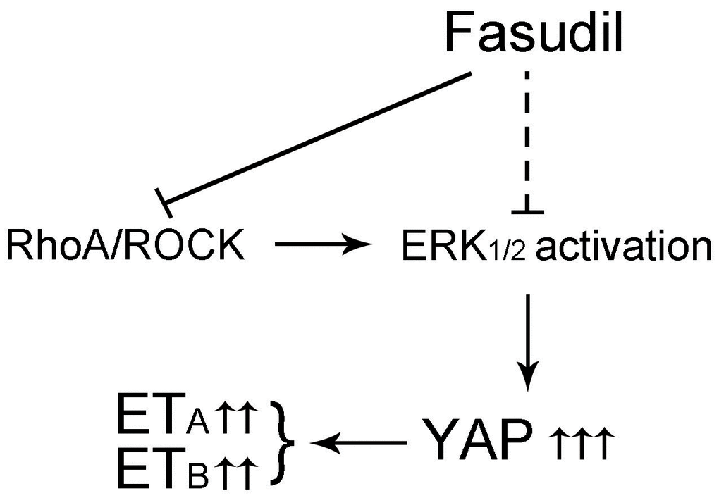 Schematic diagrams of this study. Graphic illustration of the ROCK/ERK1/2/ETA/ETB/YAP signaling pathway after treatment with Fasudil. Fasudil inhibited the RhoA/ROCK signaling pathway to repress ERK1/2 activation and YAP/ETA/ETB signaling cascades, thus suppressing HA spasm.