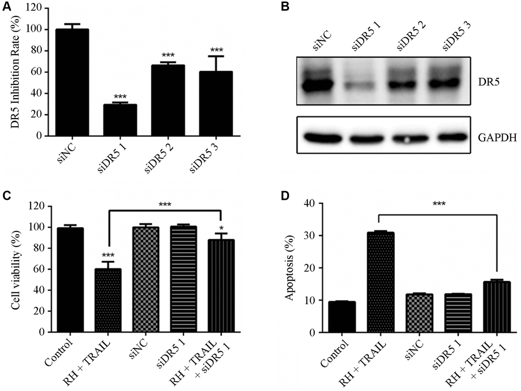 Effect of combination treatment RH and TRAIL on cell viability and apoptosis after silencing DR5. (A and B) Three small interfering RNA pairs were designed and verified for interference efficiency with DR5 mRNA (A) and protein expression in BIU 87 cells (B). (C and D) Transfection of TRAIL-resistant BIU 87 cells for 24 h with the siDR5 1, then RH was added. Cell viabilities were detected using CCK8 (C), and apoptosis was detected using Annexin V-FITC/PI (D). Differences between groups were examined using one-way ANOVA. The results represent the means ± SD of three replicates, *P ***P 