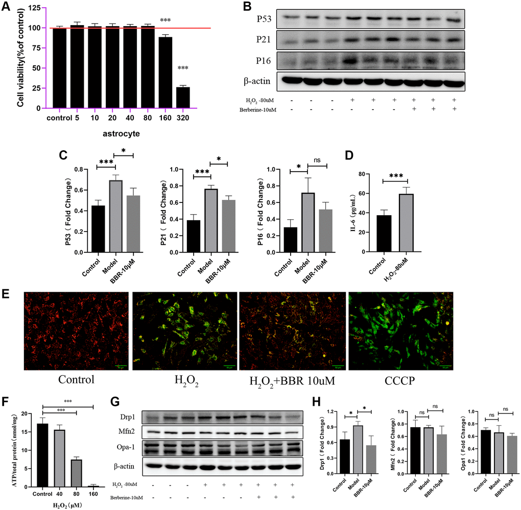Mitochondrial functions in aged astrocytes were found declined and berberine may have relieved effect. (A) Cell viability assay of astrocytes by using different concentration of H2O2. (B) Representative immunoblots and (C) Quantitation of P53, P21, P16 and β-actin, in astrocytes treated with H2O2 and berberine. β-actin was a loading control and data are expressed relative to control, n = 3. (D) Cytokine ELISA of IL-6 in culture medium of astrocytes treated with or without H2O2. (E) JC-1 staining. The red and green fluorescence reflects changes in the mitochondrial membrane potential of astrocytes treated with or without H2O2 and berberine, the group of CCCP is used as a positive control. n = 3. ×200 magnification. (F) ATP content was detected by the ATP Assess Kit. (G) Representative immunoblots and (H) Quantitation of Drp1, Mfn2, Opa-1 and β-actin, in astrocytes treated with H2O2 and berberine. β-actin was a loading control and data are expressed relative to control, n = 3. All experiments were expressed as the mean +/−S.D, analyzed by ANOVA followed by Tukey’s test, *P **P ***P 