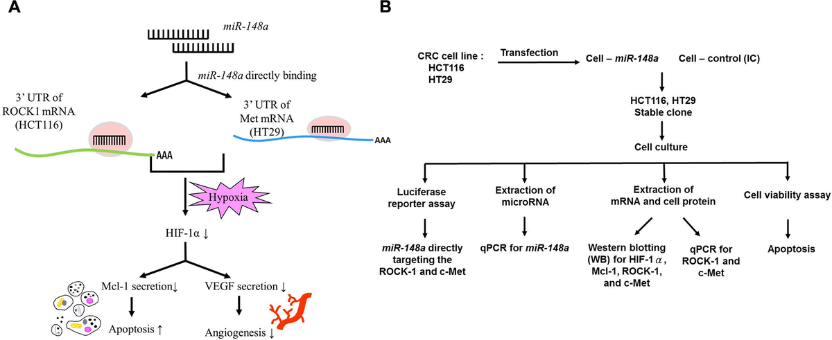 MicroRNA-148a induces apoptosis and prevents angiogenesis with ...